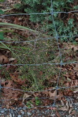 Coprosma propinqua propinqua