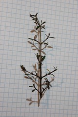 Coprosma propinqua propinqua