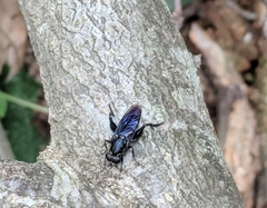 Chalcosyrphus chalybeus