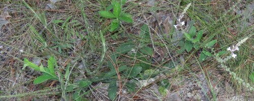 Image of Verbena carnea by no rights reserved