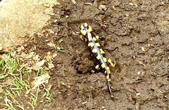 Salamandra corsica