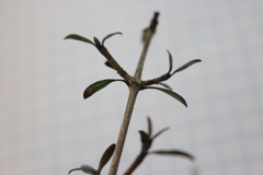 Coprosma propinqua propinqua