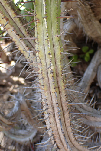 Image of Euphorbia heptagona by (c) Karen Eichholz, some rights reserved (CC BY)