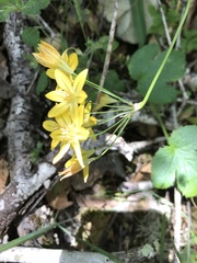 Triteleia ixioides ixioides