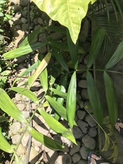 Neonicholsonia watsonii