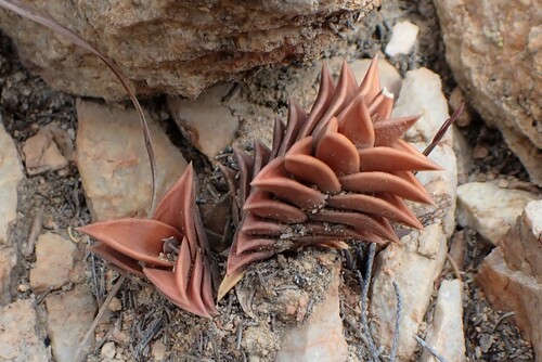 Haworthiopsis viscosa