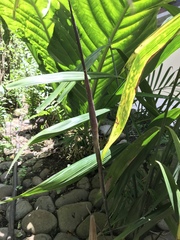 Neonicholsonia watsonii