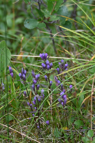Image of Gentianella propinqua by (c) Syd Cannings, some rights reserved (CC BY)