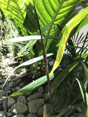 Neonicholsonia watsonii