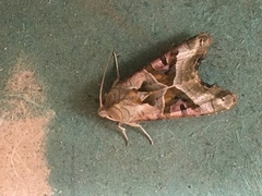 Phlogophora meticulosa