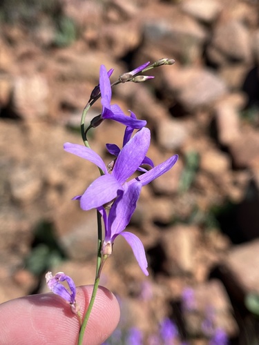 Image of Heliophila juncea by (c) Dave U, some rights reserved (CC BY-SA)