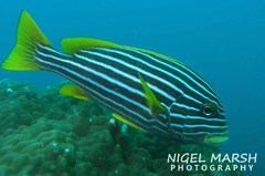 Plectorhinchus polytaenia