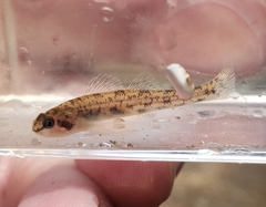 Etheostoma chlorosoma