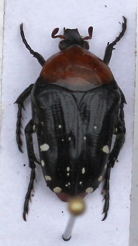 Homothyrea thoracica