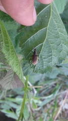 Chlorophanus viridis