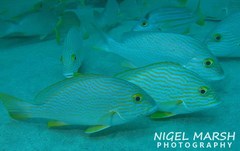 Plectorhinchus multivittatus