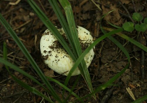 Наблюдение на iNaturalist