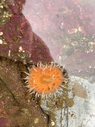 Elegant anemone, North Channel, Ards and North Down, Northern Ireland, GB, photo 5 of 10