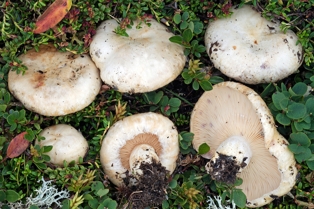 Lactarius dryadophilus