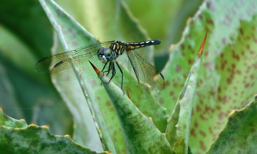 Blue Dasher photo 3