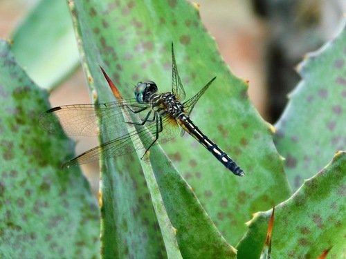 Blue Dasher photo 4