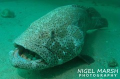 Epinephelus malabaricus