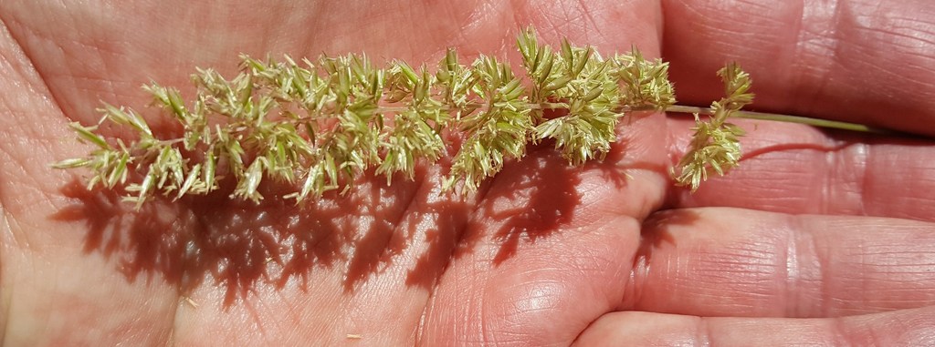 Koeleria micrathera