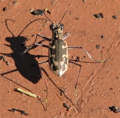 Ellipsoptera sperata