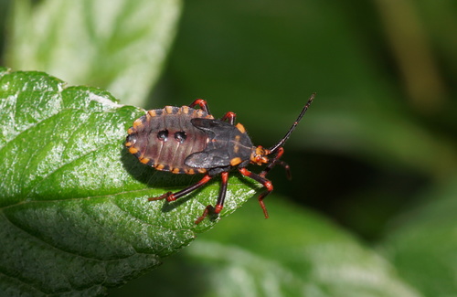 Giant Sweetpotato Bug