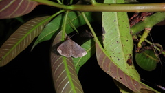 Adrapsa quadrilinealis