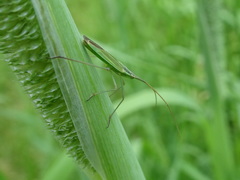 Megaloceroea recticornis