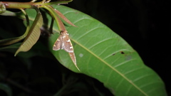 Rehimena