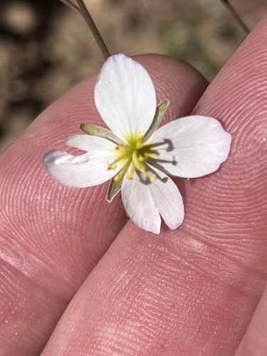 Milk Sunspurge (Heliophila lactea)