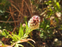 Cheirolophus sempervirens