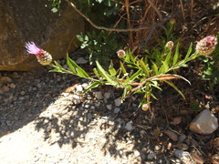 Cheirolophus sempervirens