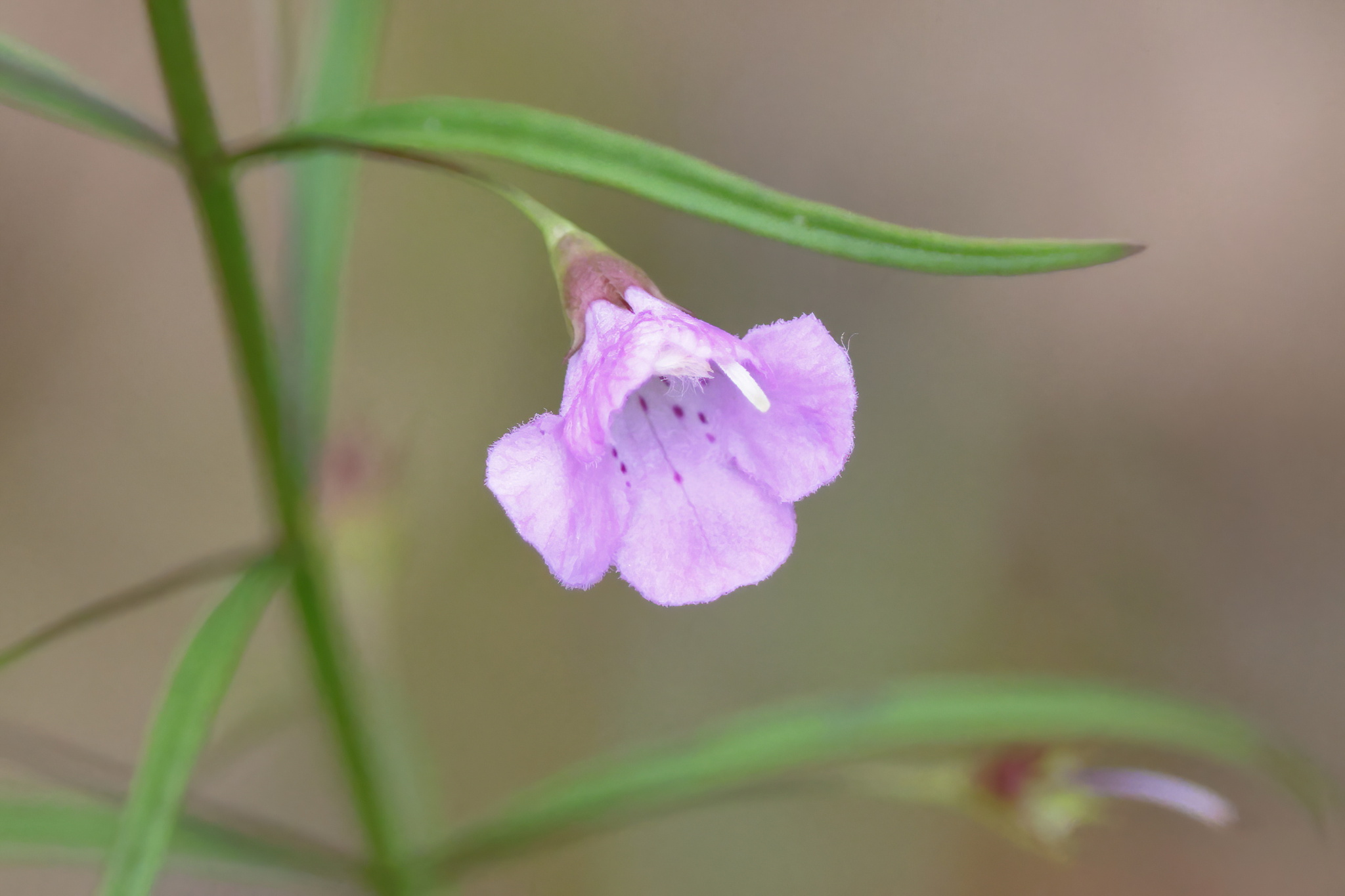 Agalinis tenuifolia