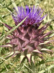 Cynara cardunculus cardunculus