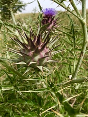 Cynara cardunculus cardunculus