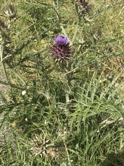 Cynara cardunculus cardunculus