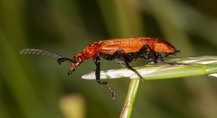 Pyrochroa serraticornis