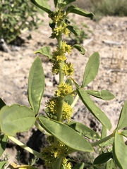Oxystylis lutea