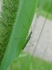 Megaloceroea recticornis