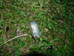 Anodontites trapesialis