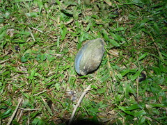 Anodontites trapesialis