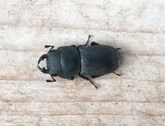 Dorcus parallelipipedus