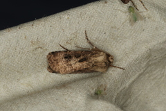 Agrotis clavis