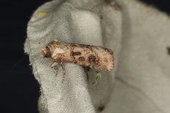 Agrotis clavis