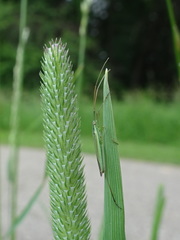 Megaloceroea recticornis