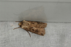 Agrotis clavis