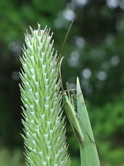 Megaloceroea recticornis